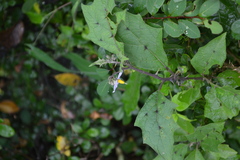 Solanum anguivi